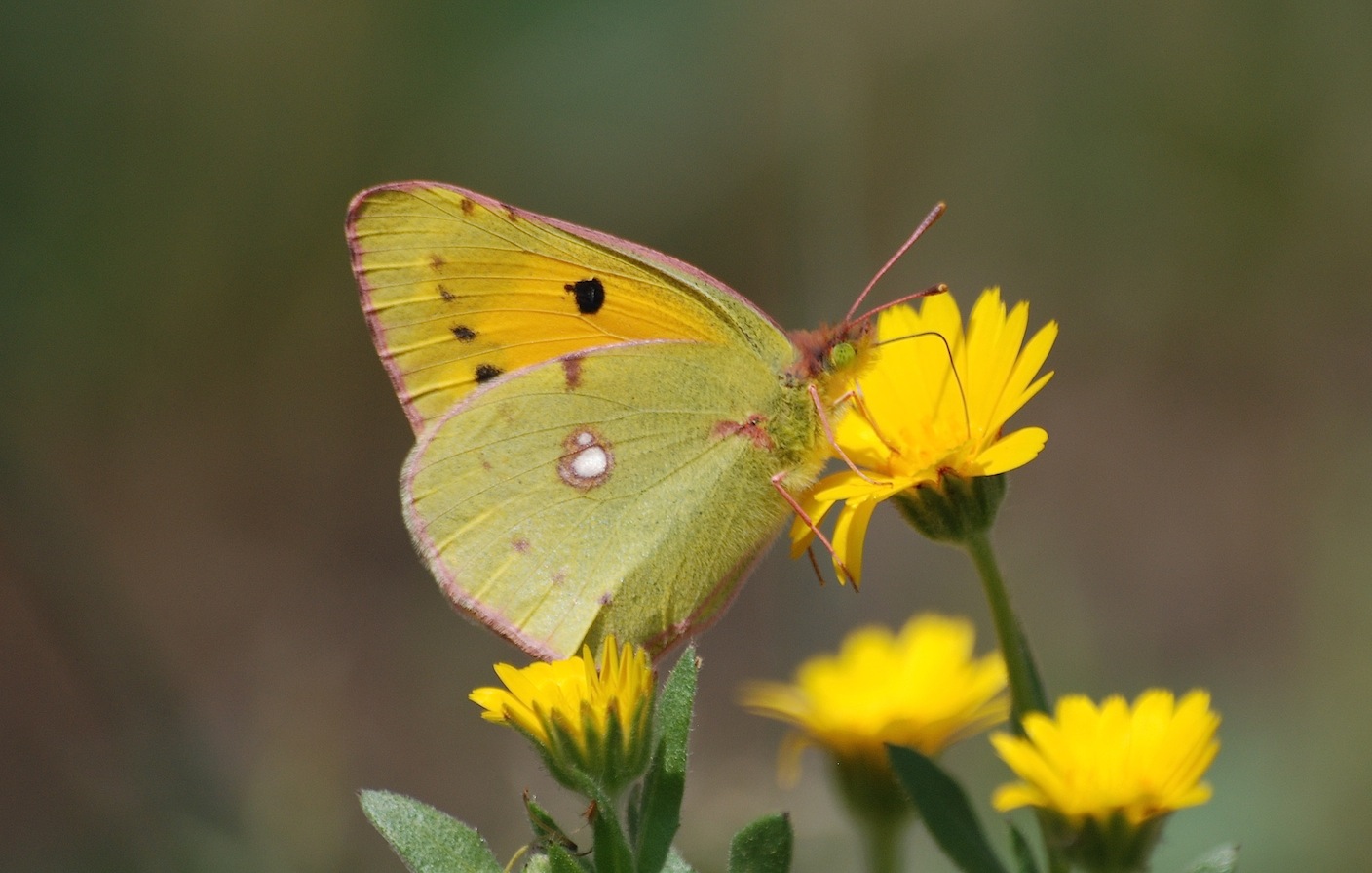 Colias crocea femmina